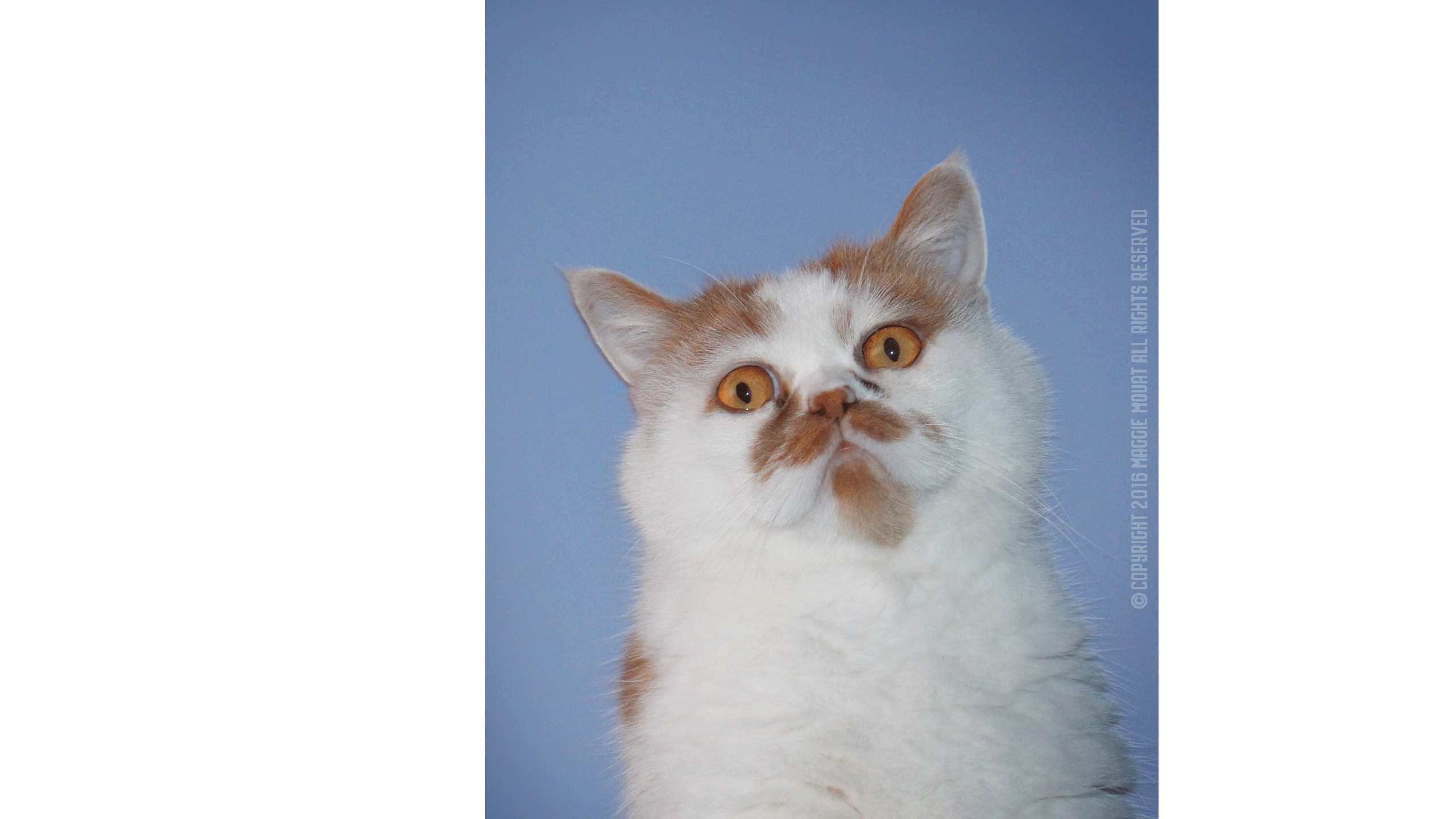 Kapiti, Cat Blue