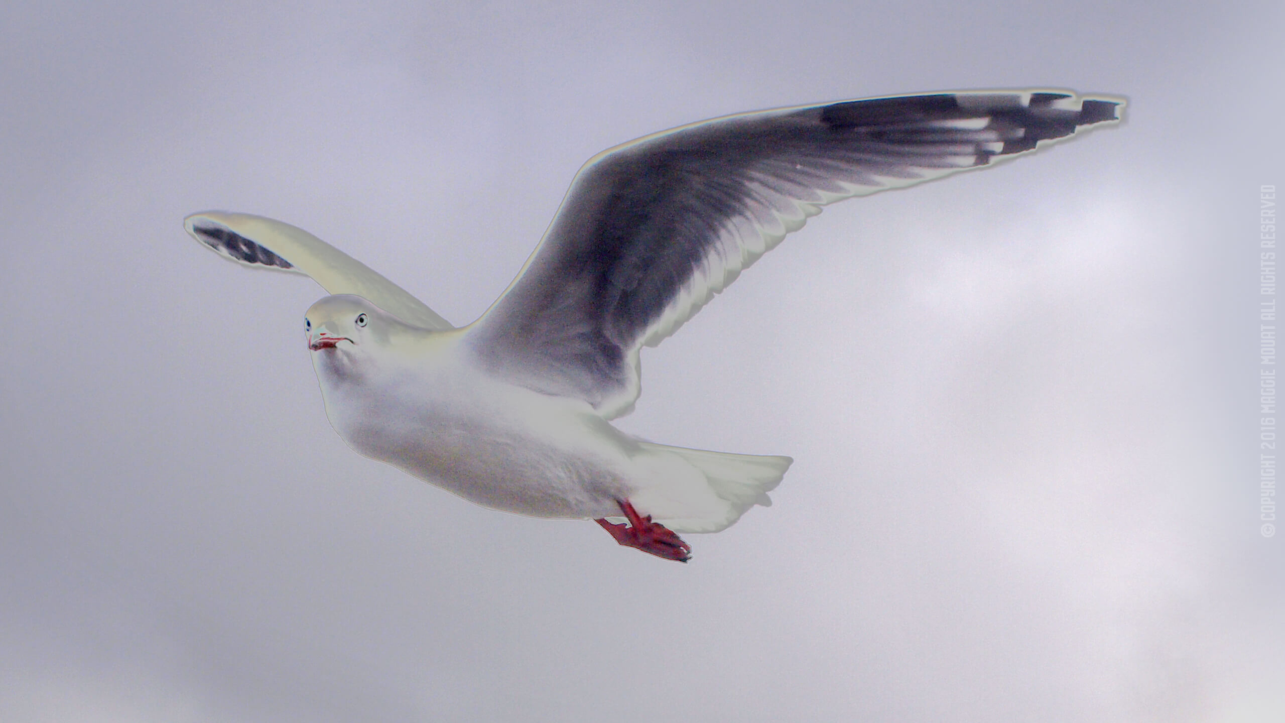 Cloudy Gull