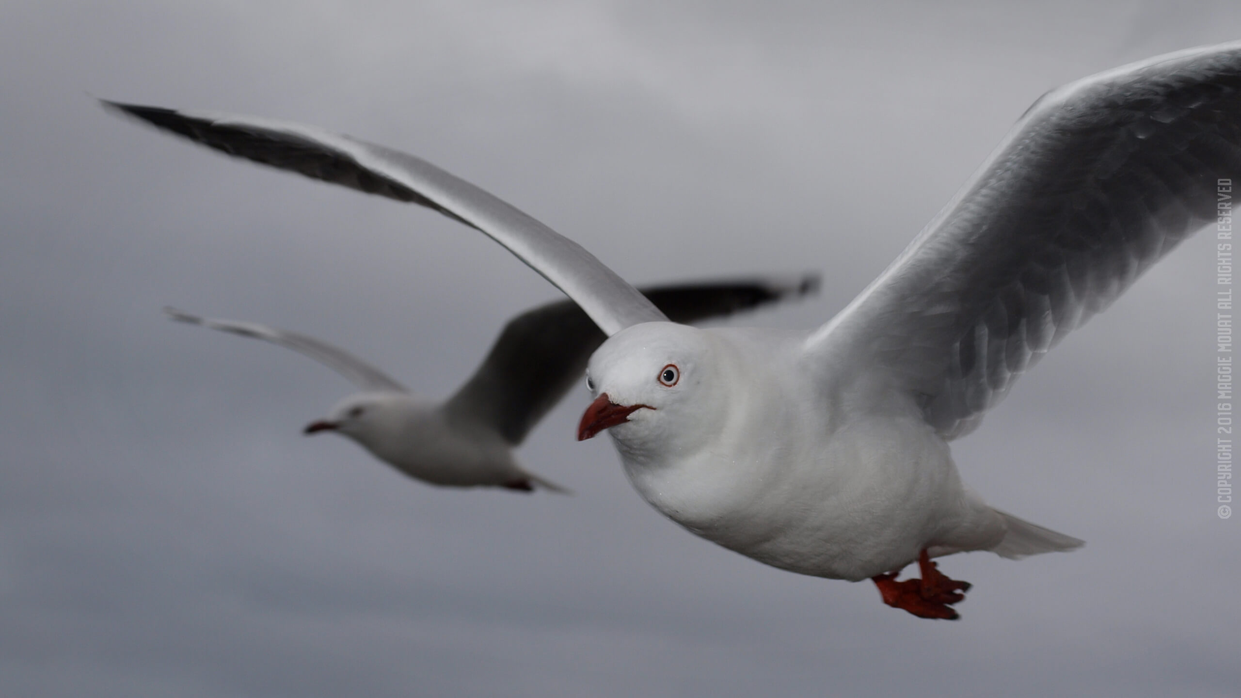 Couple Of Gulls