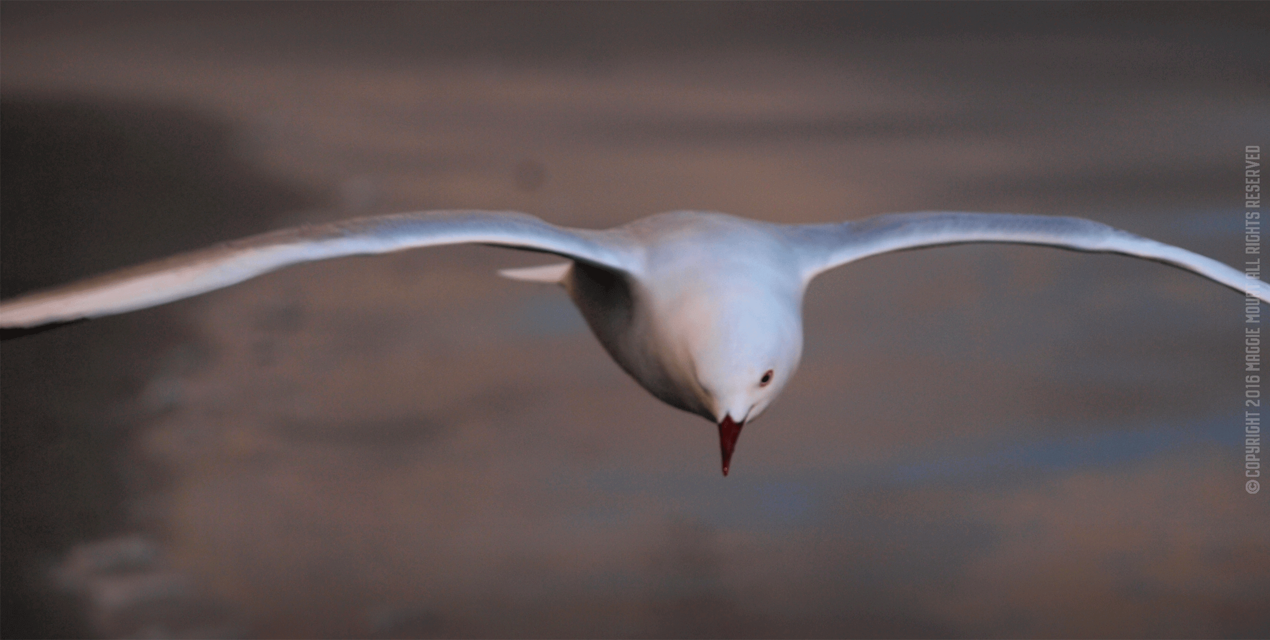 Flying Gull