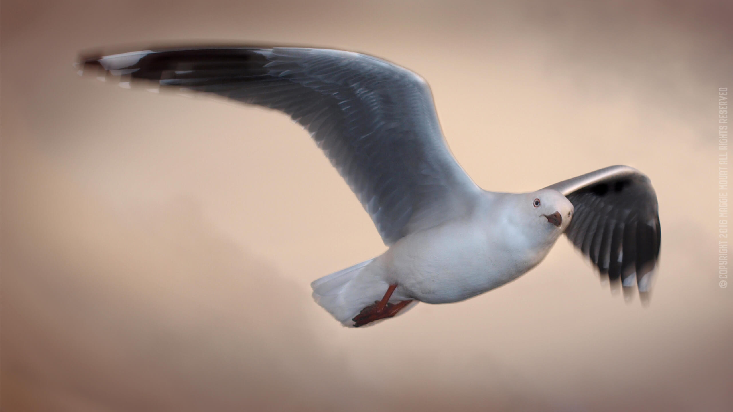 Golden Gull