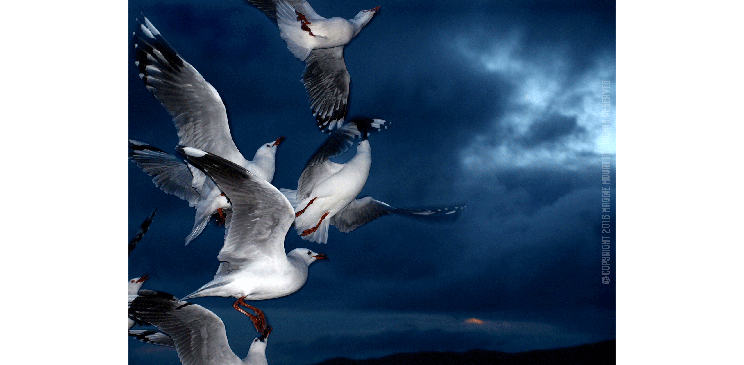 Group Gulls Sunset