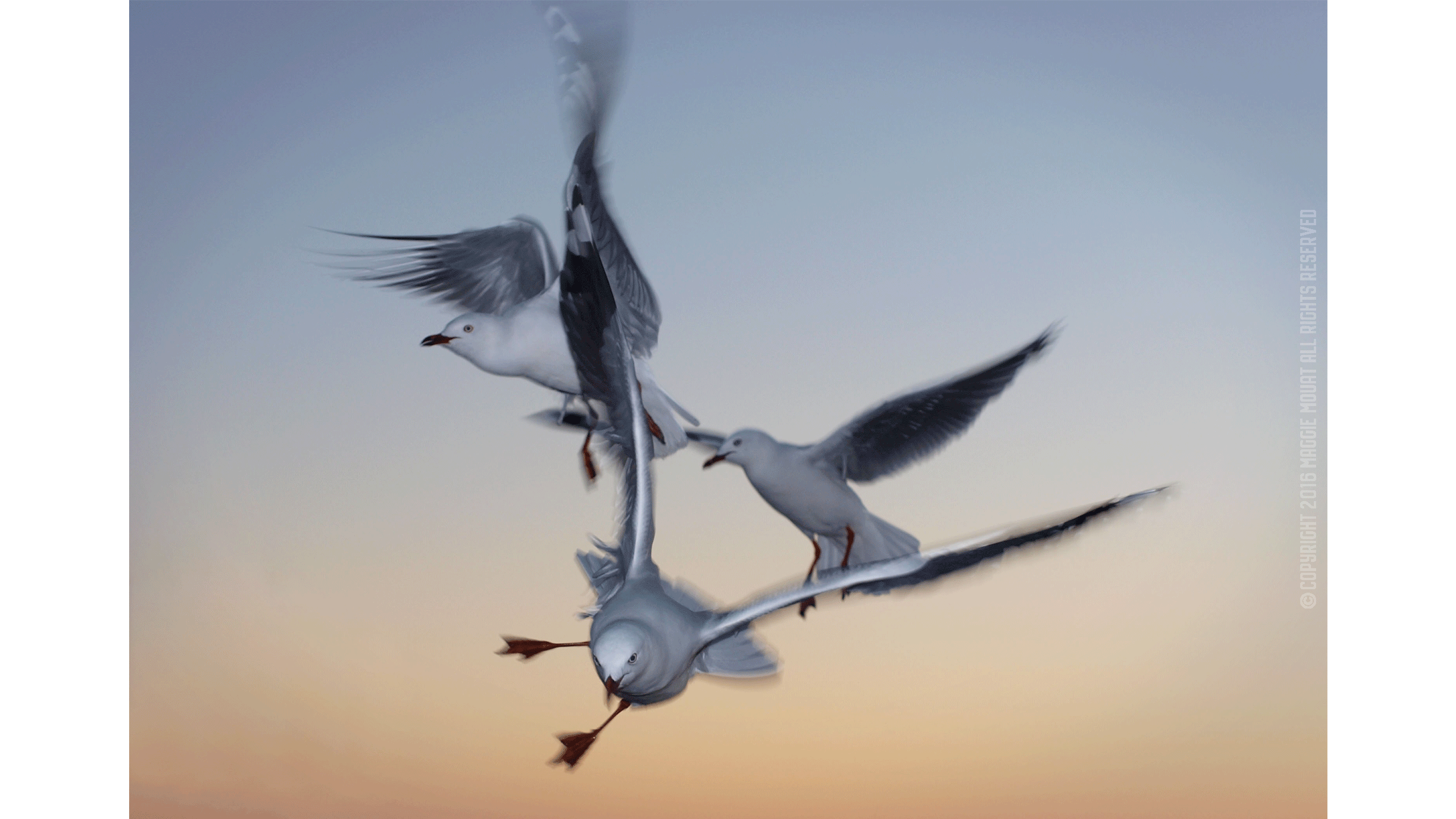 Group Of Gulls