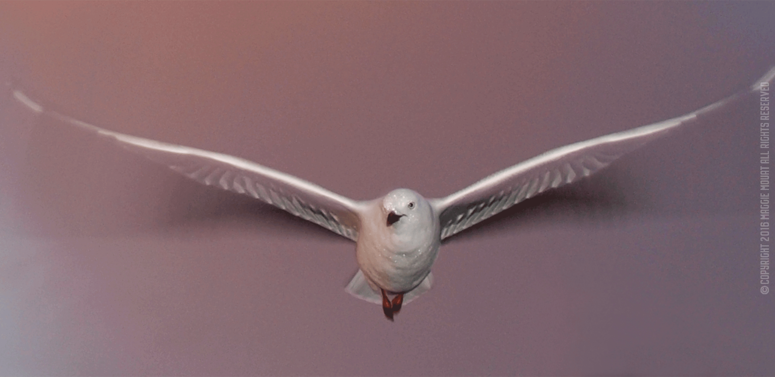 Icy Gull