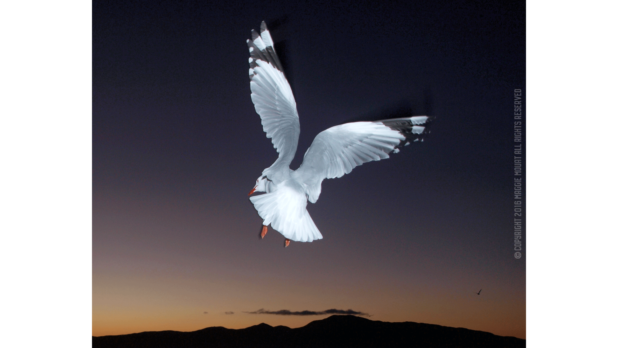 Kapiti Gull