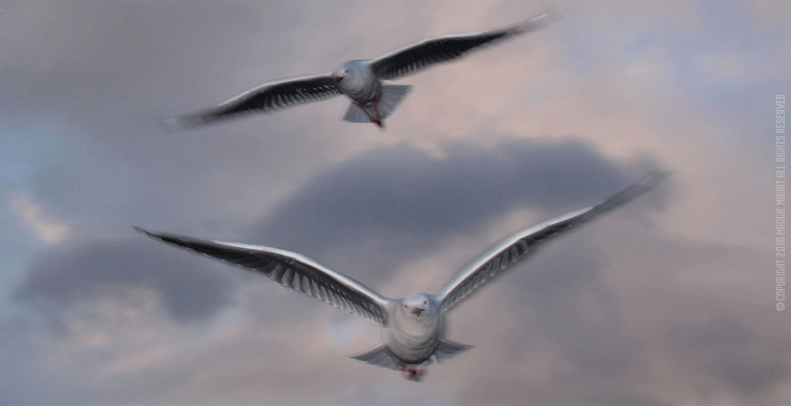 Pair Of Gulls