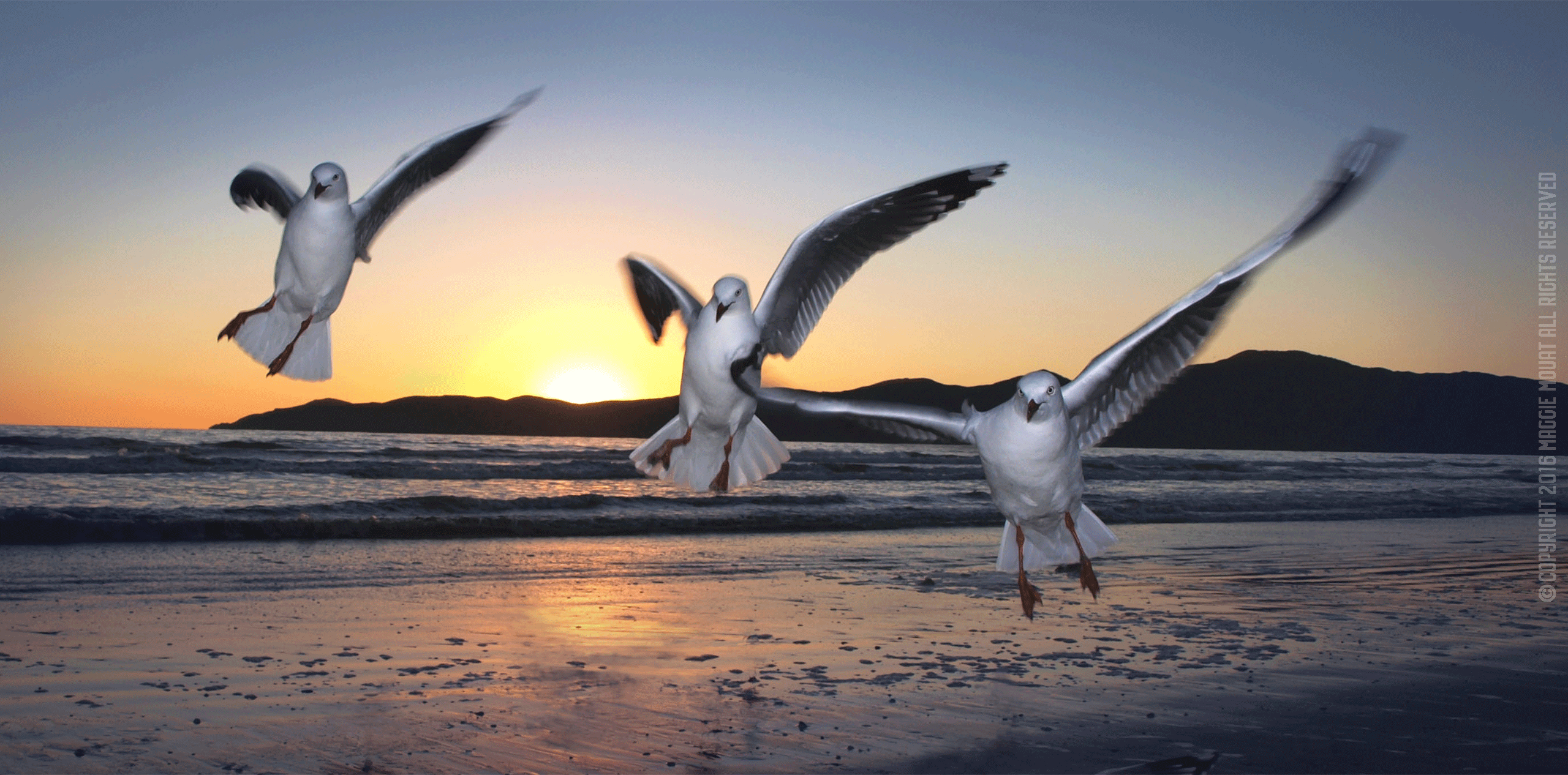 Three Gulls