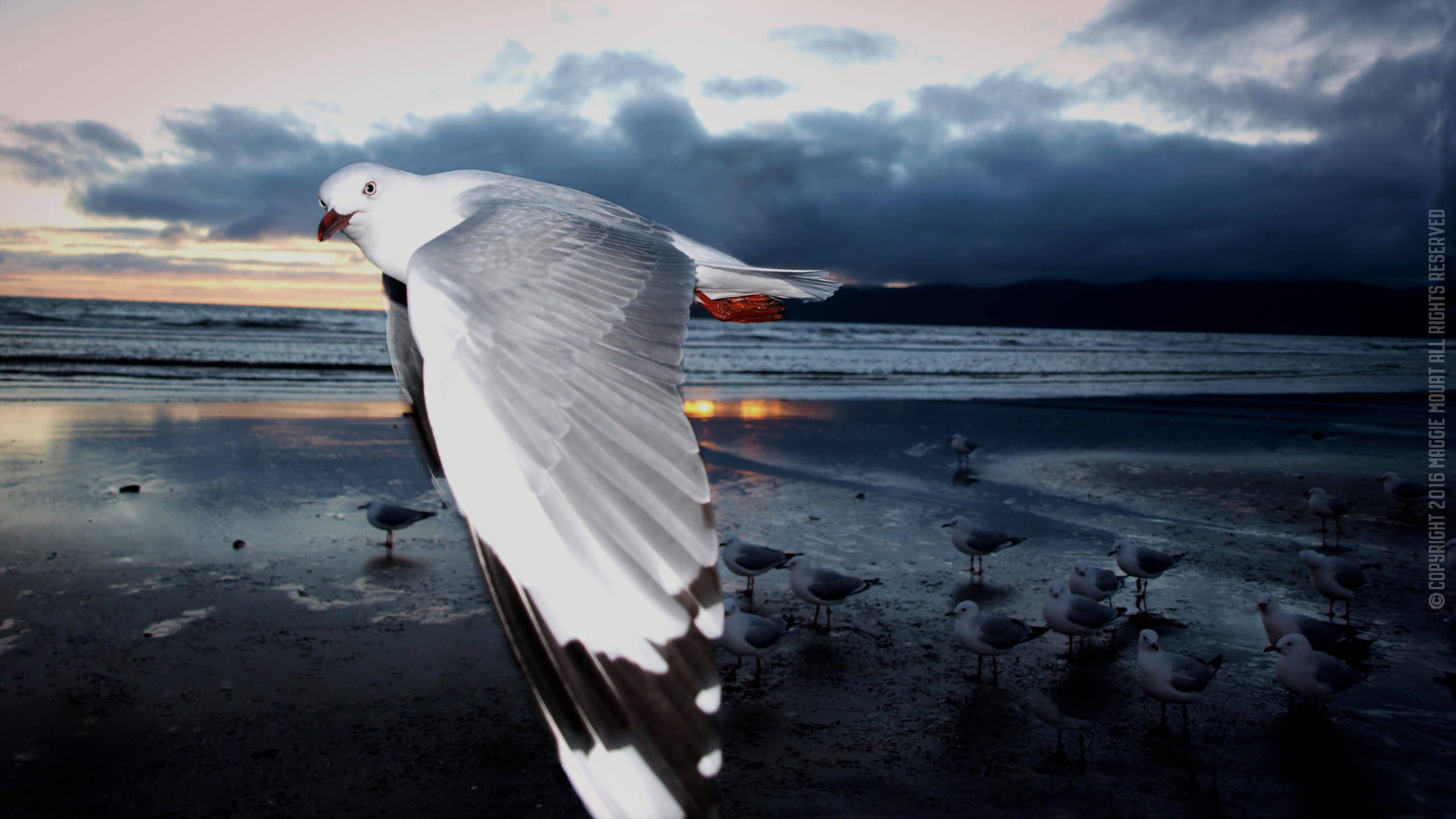 Kapiti, Wingdip