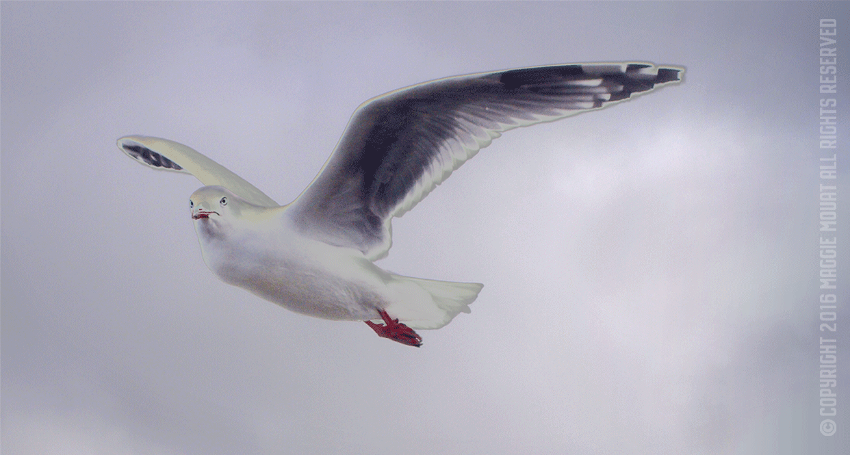 Cloudy Gulls