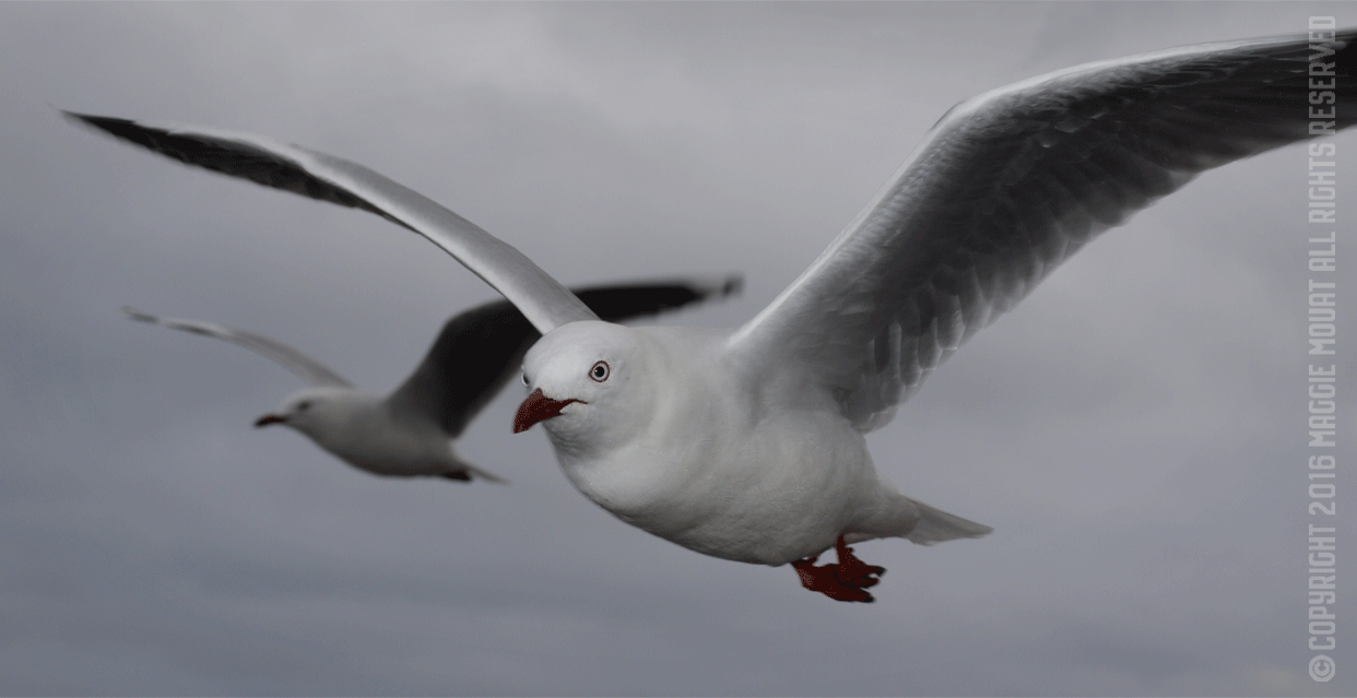 Couple Of Gulls