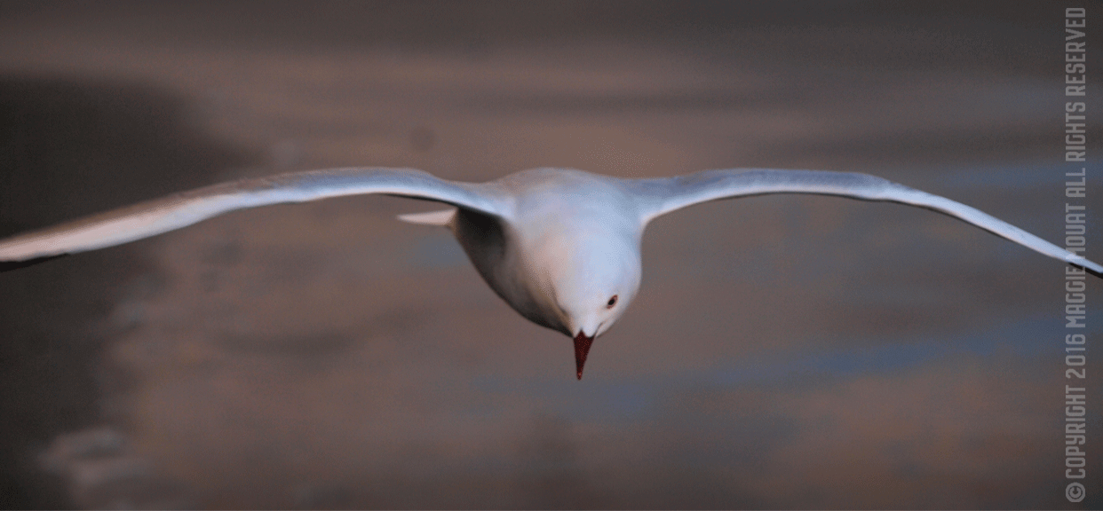 Flying Gull