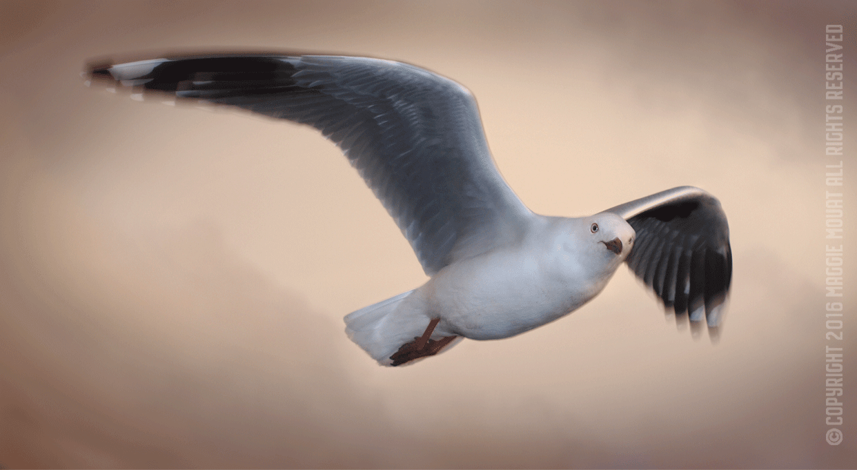 Golden Gull