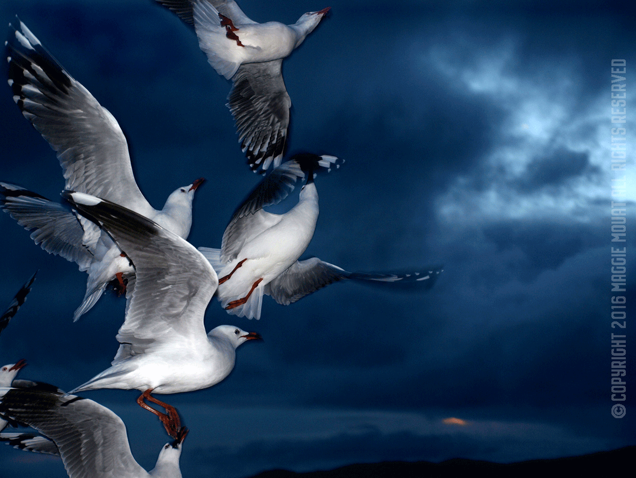 Group Gulls Sunset