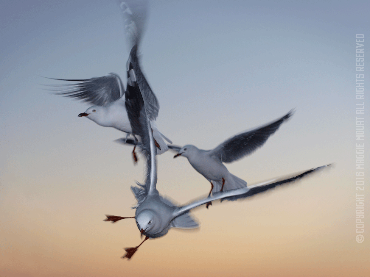 Group Of Gulls