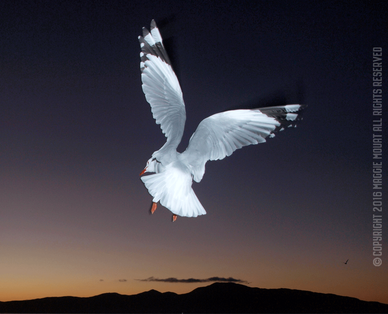 Kapiti Gull