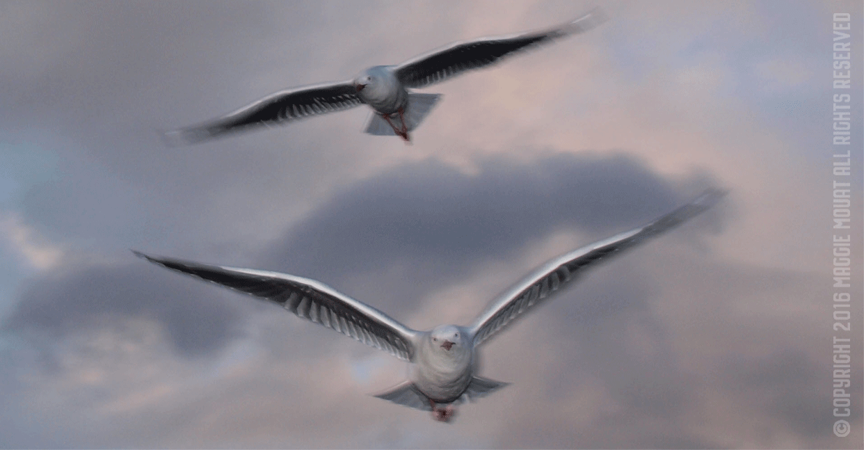 Pair Of Gulls