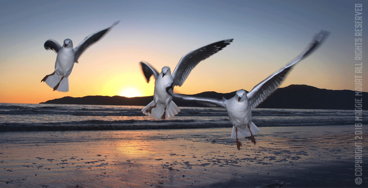 Three Gulls