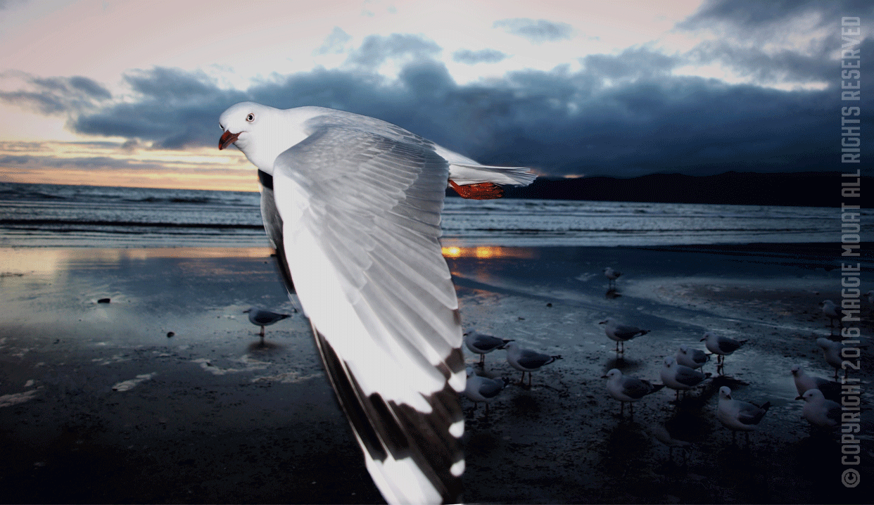 Wing Dip, Kapiti